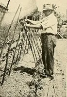 An illustration from House & garden's book of gardens; containing over four hundred illustrations of special flower types, plans and suggestions for landscape work, a complete gardener's calendar of the year's activities, planting and spraying tables, and a portfolio of beautiful gardens in varied sections of the United States and foreign countries (1921)
