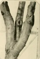 An illustration from House & garden's book of gardens; containing over four hundred illustrations of special flower types, plans and suggestions for landscape work, a complete gardener's calendar of the year's activities, planting and spraying tables, and a portfolio of beautiful gardens in varied sections of the United States and foreign countries (1921)