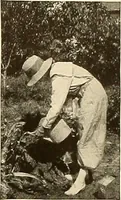 An illustration from House & garden's book of gardens; containing over four hundred illustrations of special flower types, plans and suggestions for landscape work, a complete gardener's calendar of the year's activities, planting and spraying tables, and a portfolio of beautiful gardens in varied sections of the United States and foreign countries (1921)