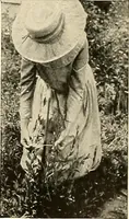 An illustration from House & garden's book of gardens; containing over four hundred illustrations of special flower types, plans and suggestions for landscape work, a complete gardener's calendar of the year's activities, planting and spraying tables, and a portfolio of beautiful gardens in varied sections of the United States and foreign countries (1921)