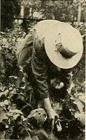 Picture 241 of 295 from House & garden's book of gardens; containing over four hundred illustrations of special flower types, plans and suggestions for landscape work, a complete gardener's calendar of the year's activities, planting and spraying tables, and a portfolio of beautiful gardens in varied sections of the United States and foreign countries (1921), leaf 116