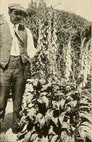An illustration from House & garden's book of gardens; containing over four hundred illustrations of special flower types, plans and suggestions for landscape work, a complete gardener's calendar of the year's activities, planting and spraying tables, and a portfolio of beautiful gardens in varied sections of the United States and foreign countries (1921)