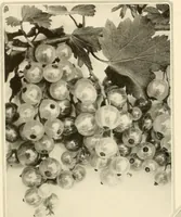 An illustration from House & garden's book of gardens; containing over four hundred illustrations of special flower types, plans and suggestions for landscape work, a complete gardener's calendar of the year's activities, planting and spraying tables, and a portfolio of beautiful gardens in varied sections of the United States and foreign countries (1921)