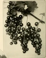 An illustration from House & garden's book of gardens; containing over four hundred illustrations of special flower types, plans and suggestions for landscape work, a complete gardener's calendar of the year's activities, planting and spraying tables, and a portfolio of beautiful gardens in varied sections of the United States and foreign countries (1921)