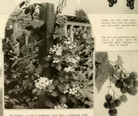 Picture 250 of 295 from House & garden's book of gardens; containing over four hundred illustrations of special flower types, plans and suggestions for landscape work, a complete gardener's calendar of the year's activities, planting and spraying tables, and a portfolio of beautiful gardens in varied sections of the United States and foreign countries (1921), leaf 117