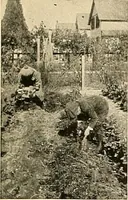 Picture 265 of 295 from House & garden's book of gardens; containing over four hundred illustrations of special flower types, plans and suggestions for landscape work, a complete gardener's calendar of the year's activities, planting and spraying tables, and a portfolio of beautiful gardens in varied sections of the United States and foreign countries (1921), leaf 120
