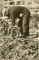 An illustration from House & garden's book of gardens; containing over four hundred illustrations of special flower types, plans and suggestions for landscape work, a complete gardener's calendar of the year's activities, planting and spraying tables, and a portfolio of beautiful gardens in varied sections of the United States and foreign countries (1921)