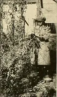 An illustration from House & garden's book of gardens; containing over four hundred illustrations of special flower types, plans and suggestions for landscape work, a complete gardener's calendar of the year's activities, planting and spraying tables, and a portfolio of beautiful gardens in varied sections of the United States and foreign countries (1921)