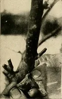 An illustration from House & garden's book of gardens; containing over four hundred illustrations of special flower types, plans and suggestions for landscape work, a complete gardener's calendar of the year's activities, planting and spraying tables, and a portfolio of beautiful gardens in varied sections of the United States and foreign countries (1921)