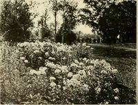 Picture 6 of 295 from House & garden's book of gardens; containing over four hundred illustrations of special flower types, plans and suggestions for landscape work, a complete gardener's calendar of the year's activities, planting and spraying tables, and a portfolio of beautiful gardens in varied sections of the United States and foreign countries (1921), leaf 13