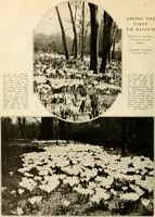 Picture 8 of 295 from House & garden's book of gardens; containing over four hundred illustrations of special flower types, plans and suggestions for landscape work, a complete gardener's calendar of the year's activities, planting and spraying tables, and a portfolio of beautiful gardens in varied sections of the United States and foreign countries (1921), leaf 15