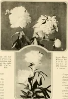 An illustration from House & garden's book of gardens; containing over four hundred illustrations of special flower types, plans and suggestions for landscape work, a complete gardener's calendar of the year's activities, planting and spraying tables, and a portfolio of beautiful gardens in varied sections of the United States and foreign countries (1921)