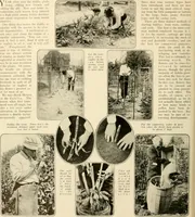 An illustration from House & garden's book of gardens; containing over four hundred illustrations of special flower types, plans and suggestions for landscape work, a complete gardener's calendar of the year's activities, planting and spraying tables, and a portfolio of beautiful gardens in varied sections of the United States and foreign countries (1921)