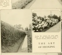 Picture 31 of 295 from House & garden's book of gardens; containing over four hundred illustrations of special flower types, plans and suggestions for landscape work, a complete gardener's calendar of the year's activities, planting and spraying tables, and a portfolio of beautiful gardens in varied sections of the United States and foreign countries (1921), leaf 27