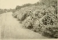 Picture 32 of 295 from House & garden's book of gardens; containing over four hundred illustrations of special flower types, plans and suggestions for landscape work, a complete gardener's calendar of the year's activities, planting and spraying tables, and a portfolio of beautiful gardens in varied sections of the United States and foreign countries (1921), leaf 27