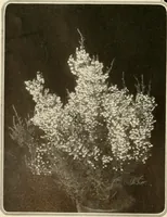 An illustration from House & garden's book of gardens; containing over four hundred illustrations of special flower types, plans and suggestions for landscape work, a complete gardener's calendar of the year's activities, planting and spraying tables, and a portfolio of beautiful gardens in varied sections of the United States and foreign countries (1921)