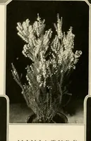 Picture 37 of 295 from House & garden's book of gardens; containing over four hundred illustrations of special flower types, plans and suggestions for landscape work, a complete gardener's calendar of the year's activities, planting and spraying tables, and a portfolio of beautiful gardens in varied sections of the United States and foreign countries (1921), leaf 29