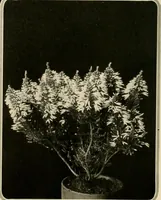 Picture 38 of 295 from House & garden's book of gardens; containing over four hundred illustrations of special flower types, plans and suggestions for landscape work, a complete gardener's calendar of the year's activities, planting and spraying tables, and a portfolio of beautiful gardens in varied sections of the United States and foreign countries (1921), leaf 29