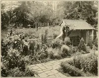 Picture 126 of 295 from House & garden's book of gardens; containing over four hundred illustrations of special flower types, plans and suggestions for landscape work, a complete gardener's calendar of the year's activities, planting and spraying tables, and a portfolio of beautiful gardens in varied sections of the United States and foreign countries (1921), leaf 82