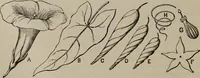 An illustration from Household elegancies : suggestions in household art and tasteful home decorations (1876)
