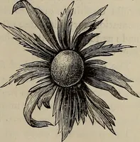 An illustration from Household elegancies : suggestions in household art and tasteful home decorations (1876)