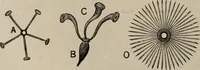 An illustration from Household elegancies : suggestions in household art and tasteful home decorations (1876)