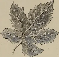 An illustration from Household elegancies : suggestions in household art and tasteful home decorations (1876)