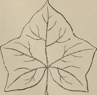 An illustration from Household elegancies : suggestions in household art and tasteful home decorations (1876)