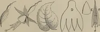 An illustration from Household elegancies : suggestions in household art and tasteful home decorations (1876)