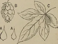 Picture 124 of 285 from Household elegancies : suggestions in household art and tasteful home decorations (1876), leaf 135