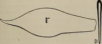 An illustration from Household elegancies : suggestions in household art and tasteful home decorations (1876)