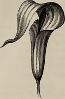 An illustration from Household elegancies : suggestions in household art and tasteful home decorations (1876)