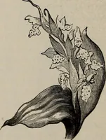 An illustration from Household elegancies : suggestions in household art and tasteful home decorations (1876)