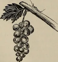 An illustration from Household elegancies : suggestions in household art and tasteful home decorations (1876)
