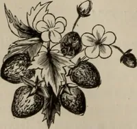 An illustration from Household elegancies : suggestions in household art and tasteful home decorations (1876)