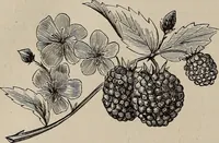 An illustration from Household elegancies : suggestions in household art and tasteful home decorations (1876)