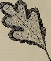 An illustration from Household elegancies : suggestions in household art and tasteful home decorations (1876)