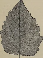 An illustration from Household elegancies : suggestions in household art and tasteful home decorations (1876)