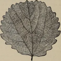 An illustration from Household elegancies : suggestions in household art and tasteful home decorations (1876)
