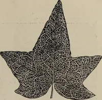 An illustration from Household elegancies : suggestions in household art and tasteful home decorations (1876)