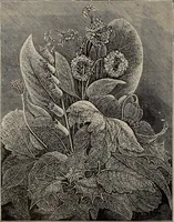 An illustration from Household elegancies : suggestions in household art and tasteful home decorations (1876)