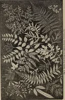 An illustration from Household elegancies : suggestions in household art and tasteful home decorations (1876)