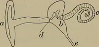 Picture 43 of 217 from Household physics (1919), leaf 88