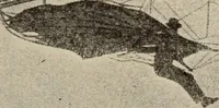 Picture 119 of 178 from How it flies; (1910), leaf 246