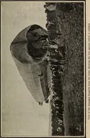 Picture 154 of 178 from How it flies; (1910), leaf 332