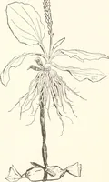 An illustration from How to amuse yourself and others. The American girl's handy book (1887)