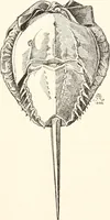 An illustration from How to amuse yourself and others. The American girl's handy book (1887)