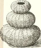 An illustration from How to amuse yourself and others. The American girl's handy book (1887)