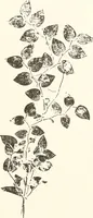 An illustration from How to amuse yourself and others. The American girl's handy book (1887)
