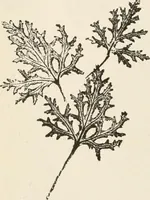 An illustration from How to amuse yourself and others. The American girl's handy book (1887)